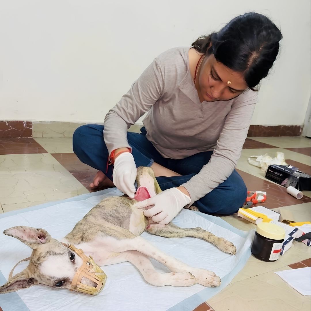 Animal Medical Treatment
