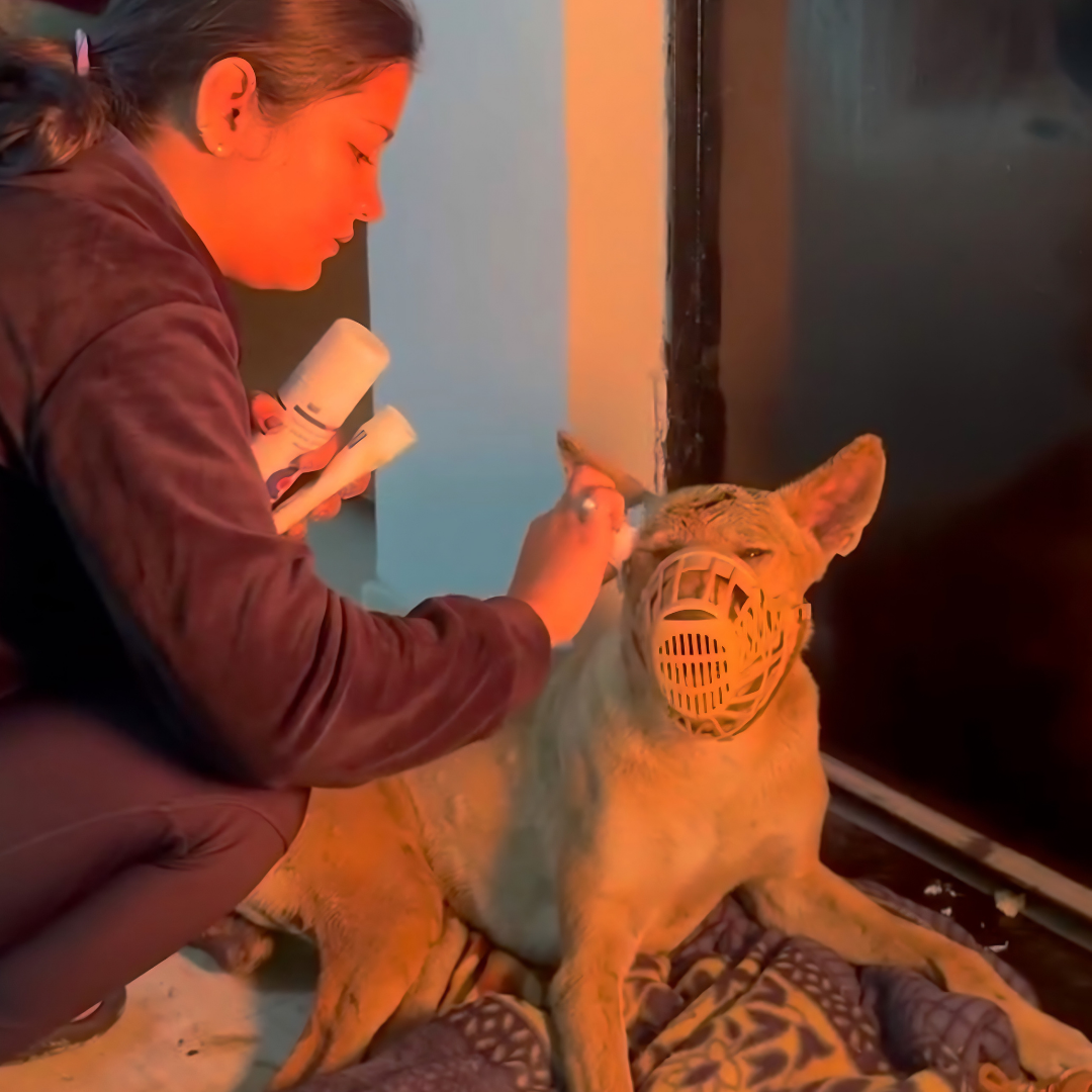 Animal Rehabilitation