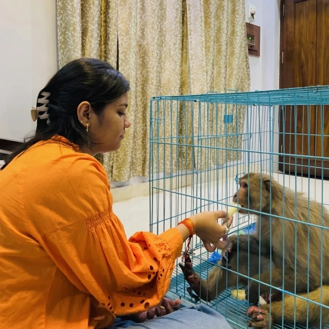 Animal Shelter and Care